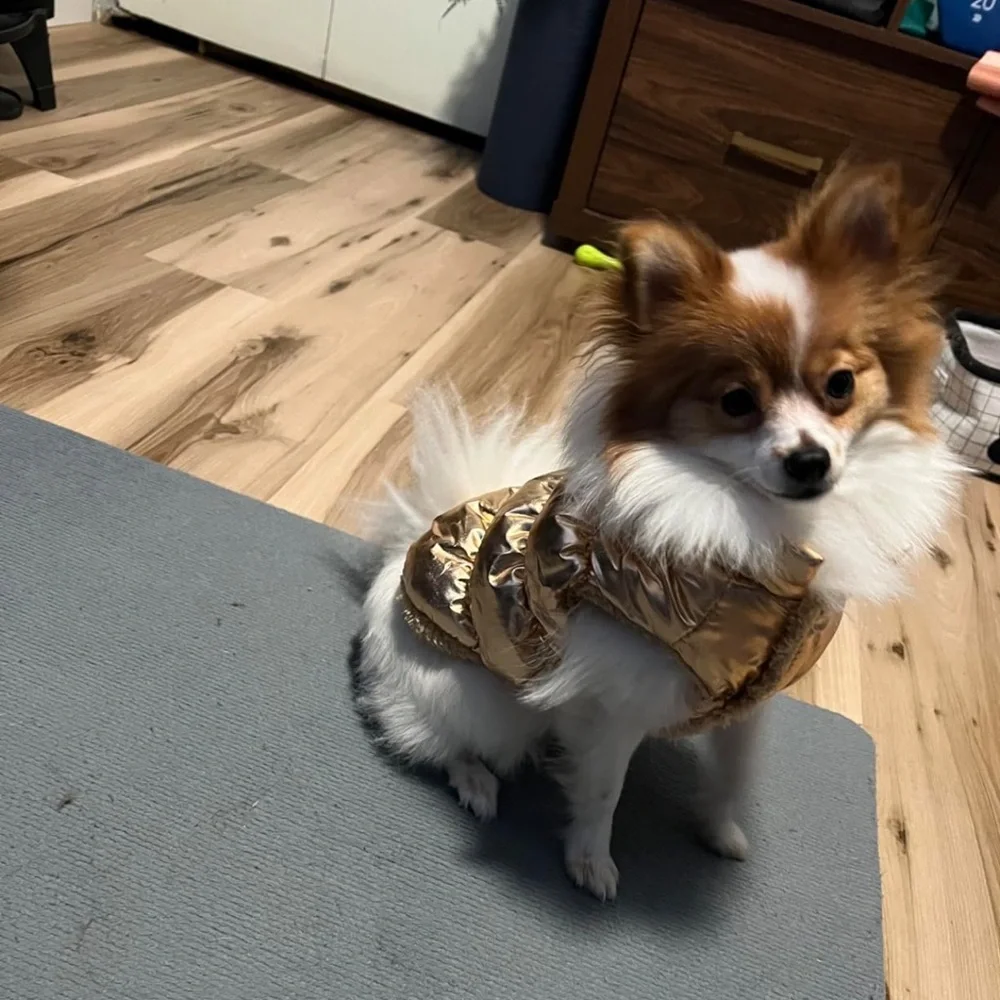 Brand new gold metallic dog puffer coat Perfect for cold weather walks!